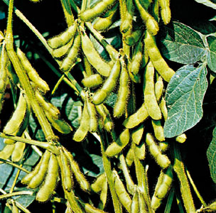 Image Of Soybean