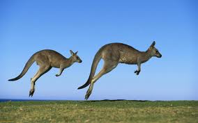 Kangaroo